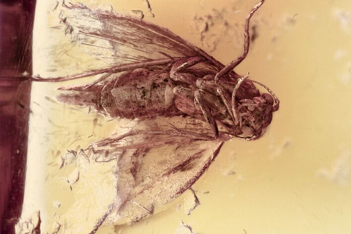 Detailed Fossil Moth (Lepidoptera) in Baltic Amber #357843